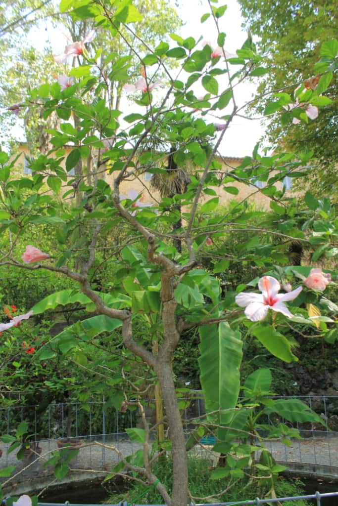 Siena - Orto Botanico