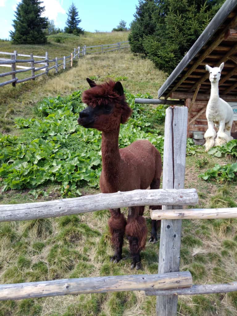 Monte Cavallo - Alpaca