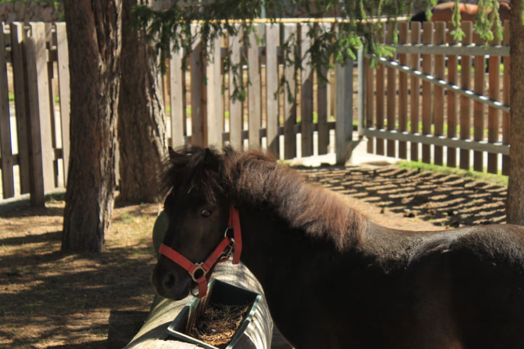 Prati in val di Vizze - Reitclub Wiesen