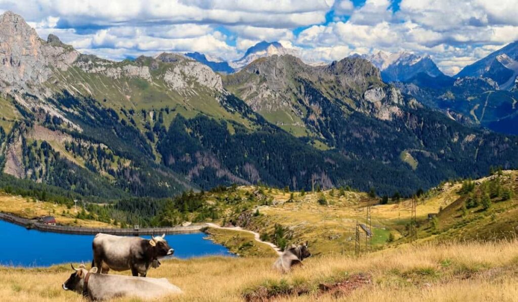 Mucche al pascolo con vista panoramica vivida sul Lago di Cavia e le vette delle Dolomiti vicino al Col Margherita.